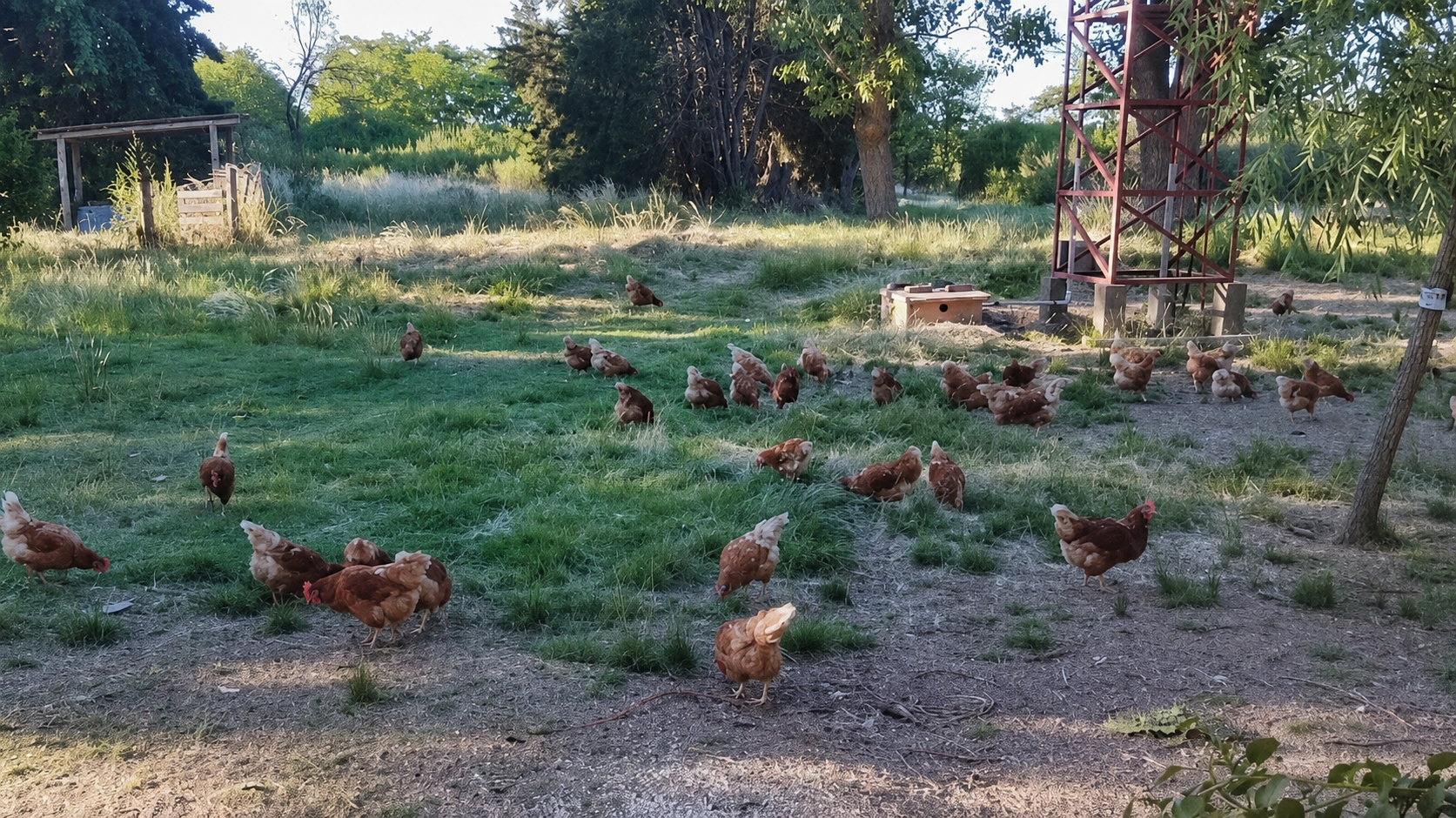 Gallinas recorriendo libremente el campo
