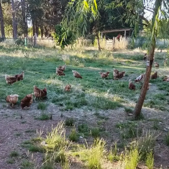 Gallinas libres en el campo