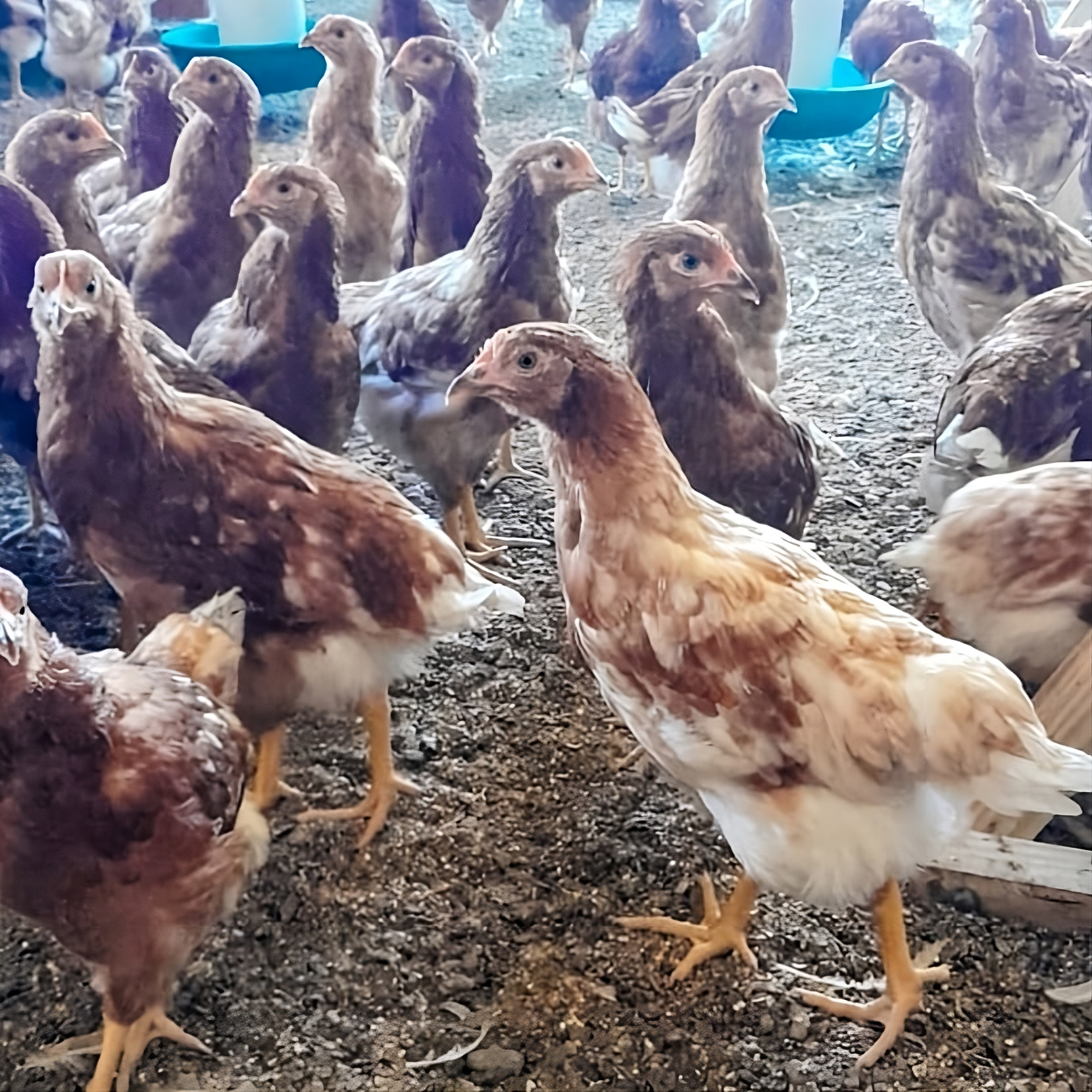 Gallinas recibiendo nutrición