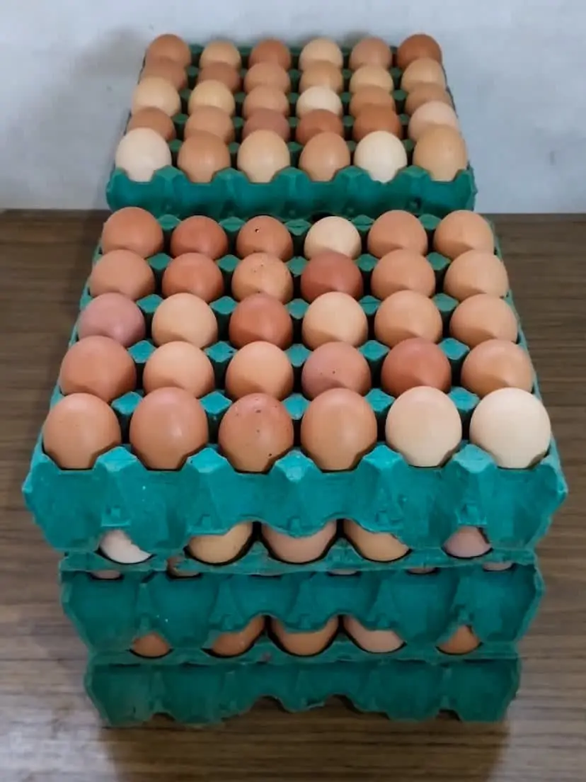 Maples de huevos para mayoristas